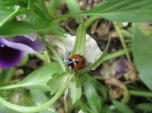 テントウムシ発見