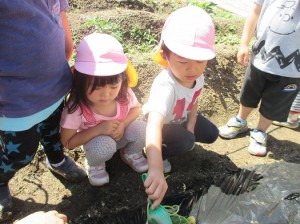 さつまいもの苗