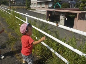 コノハチョウだよ。