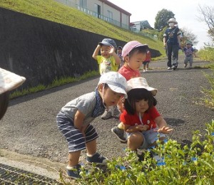 つゆくさだよ。