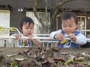 いろいろ落ち葉、イチョウの葉っぱみ～つけた