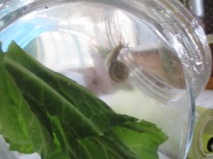 かたつむりです