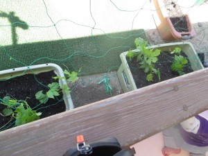 みんなの暑さを防いでくれますように