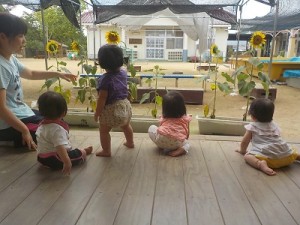 ひまわりみーつけた